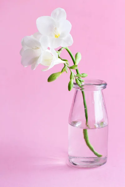 Kompozycja Wiosenna Białym Kwiatem Freesia Szklanym Słoiku Jasnoróżowym Tle — Zdjęcie stockowe