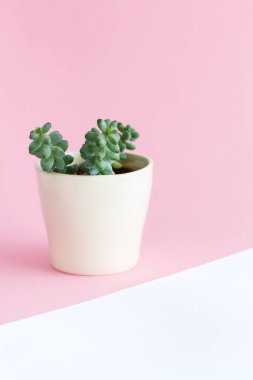Beyaz ve açık pembe arka planda sulu bir bitki içeren krema vazosu.