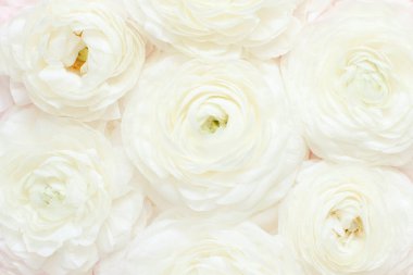 Krem renunculus çiçekleri kapanıyor. Bahar konsepti