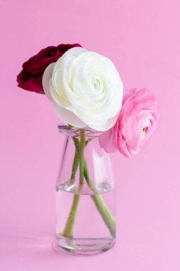 Açık pembe arka planda cam bir kavanozda Ranunculus çiçekleri olan bahar kompozisyonu