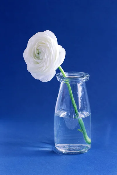 Composition Printanière Avec Une Fleur Blanche Dans Une Bouteille Verre — Photo