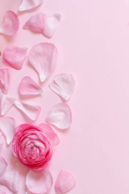 Açık pembe arka plan görünümlü pembe ranunculus çiçekleri ve taç yaprakları kopya sace ile