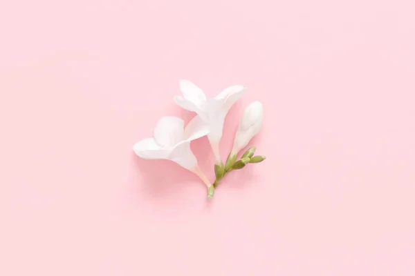 Biały Kwiat Frezji Jasnoróżowym Tle Widok Góry — Zdjęcie stockowe