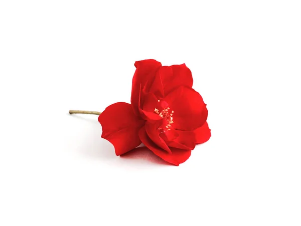Одна Червона Троянда Крупним Планом Ізольована Білому — стокове фото