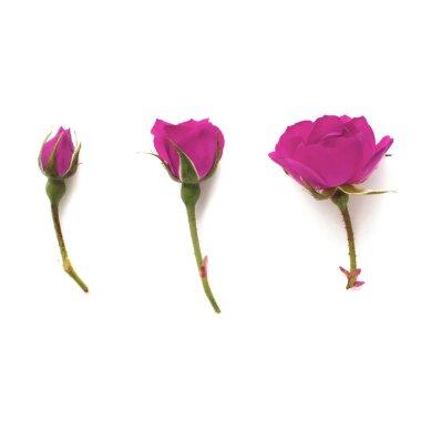 Pembe güller ve tomurcuklar beyaz tepede izole edilmiş.