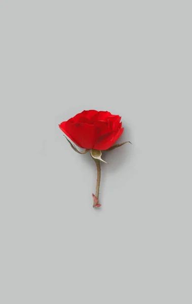 Fleur Rose Rouge Sur Fond Gris Vue Dessus — Photo