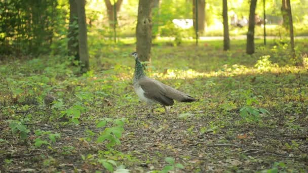 Peacock promenader i parken. exotisk fågel i skogen. djurvärlden — Stockvideo