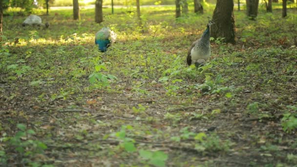Peacock camina por el parque. pájaro exótico en el bosque. mundo animal — Vídeo de stock