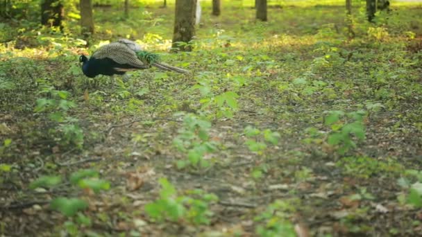 Pfau spaziert durch den Park. Exotischer Vogel im Wald. Tierwelt — Stockvideo