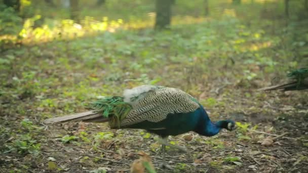 Peacock promenader i parken. exotisk fågel i skogen. djurvärlden — Stockvideo