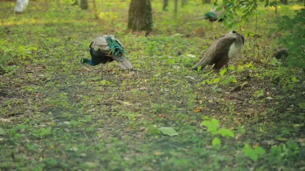 孔雀は、公園を散歩します。森林の中のエキゾチックな鳥。動物の世界 — ストック動画