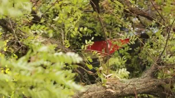 Baum stürzte auf Auto. Katastrophe. starker Wind. — Stockvideo