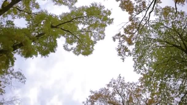 Árboles de hoja caduca vista desde abajo. cielo nublado. iluminación de la linterna — Vídeos de Stock