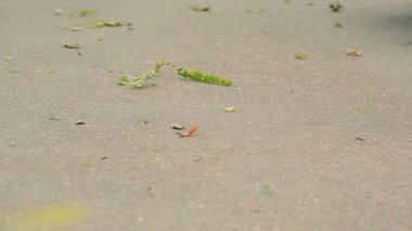 Rüzgar fırtınası yaprakları kaldırımda. kaldırıma düşen yapraklar