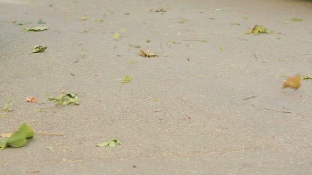 Του ανέμου στρόβιλοι τα φύλλα στο πεζοδρόμιο. πεσμένα φύλλα στο πεζοδρόμιο — Αρχείο Βίντεο