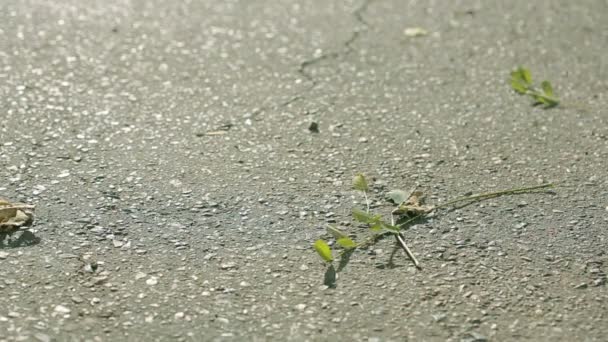 Vind virvlar bladen på trottoaren. nedfallna löv på trottoaren — Stockvideo