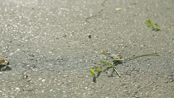 Der Wind wirbelt Blätter auf den Bürgersteig. Herabfallendes Laub auf dem Gehweg — Stockvideo