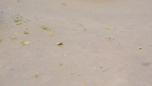 风旋风叶在人行道上。在人行道上的落叶 — 图库视频影像