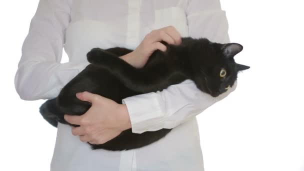 Businesswoman holding a cat in her arms — Stock Video