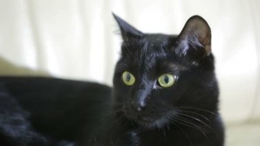 Kara kedi yakın çekim