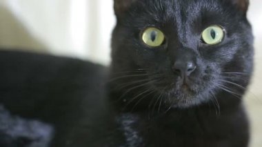 Kara kedi yakın çekim