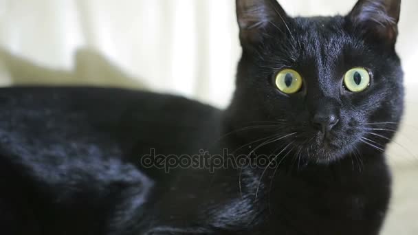 Μαύρη γάτα σε κοντινό πλάνο — Αρχείο Βίντεο