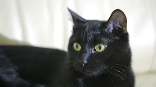 Gato negro de cerca — Vídeos de Stock