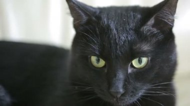 Kara kedi yakın çekim