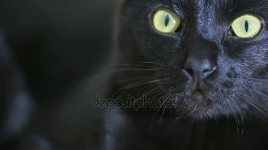 Kara kedi yakın çekim