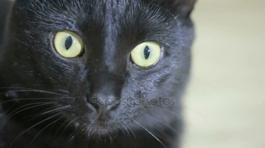 Kara kedi yakın çekim