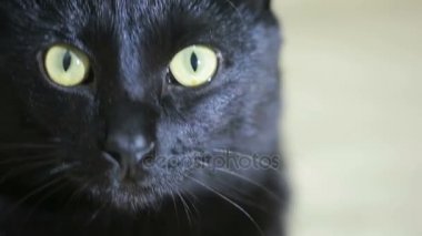 Kara kedi yakın çekim