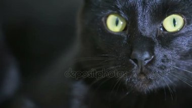 Kara kedi yakın çekim