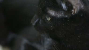 Kara kedi yakın çekim