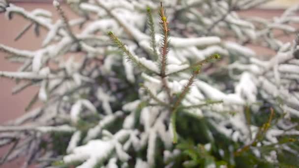 Ramo d'albero coperto di neve. pino o abete rosso. inverno — Video Stock