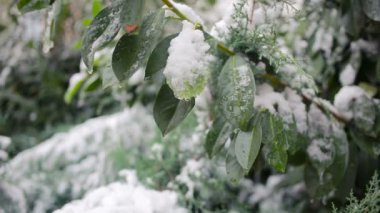 İlk ani erken kar üzerinde yeşil yaprakları. soğuk