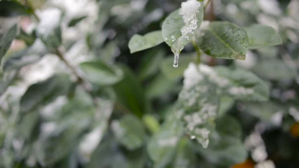 Первый внезапный ранний снег на зеленых листьях. холод — стоковое видео