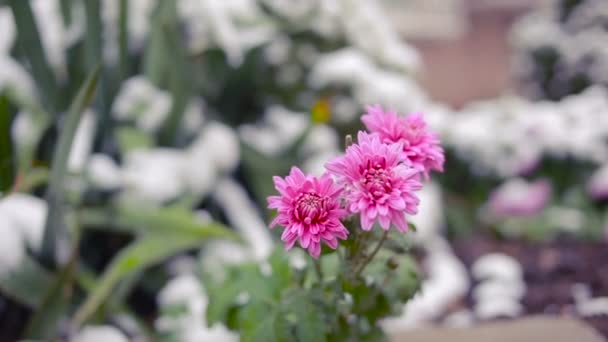 Chrysanthemenblüten unter dem ersten Schnee — Stockvideo