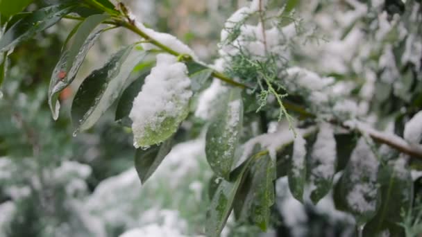 La première neige précoce soudaine sur les feuilles vertes. froid — Video