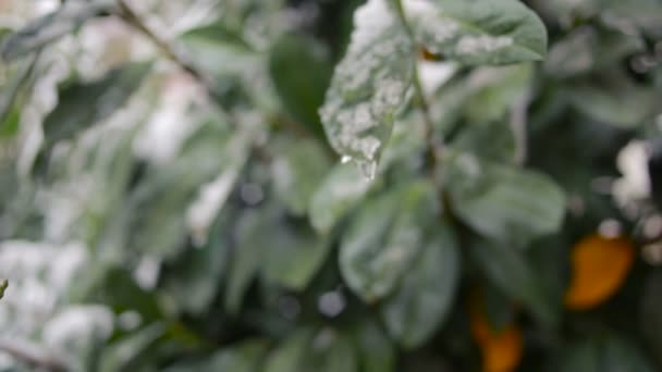 De eerste plotselinge vroege sneeuw op groene bladeren. koude — Stockvideo