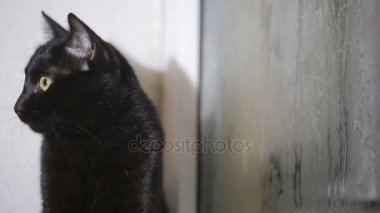 bir pencere üzerinde oturan ve misted penceresine bakarak kara kedi