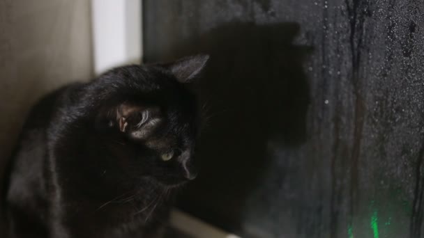 Svart katt sitter på fönsterblecket och titta på fönstret misted — Stockvideo