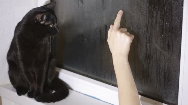 Черная кошка сидит на подоконнике и смотрит в туманное окно — стоковое видео