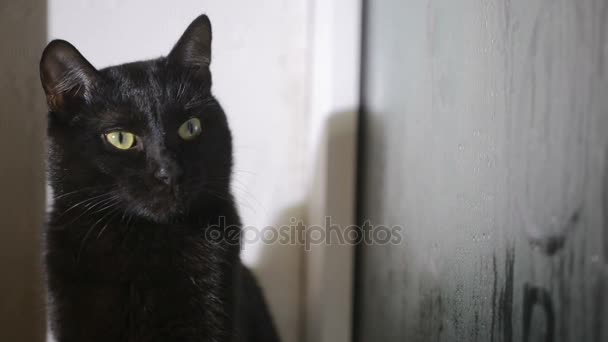 Gato negro sentado en un alféizar de la ventana y mirando a la ventana empañada — Vídeos de Stock