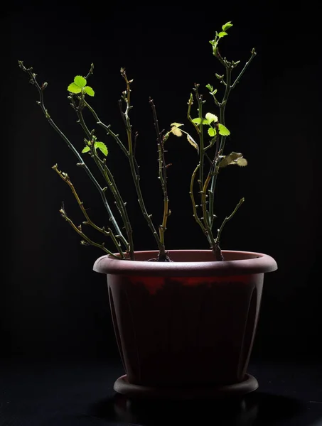 Stielrosen mit Rispenstrauß im Blumentopf, schwarzer Hintergrund — Stockfoto