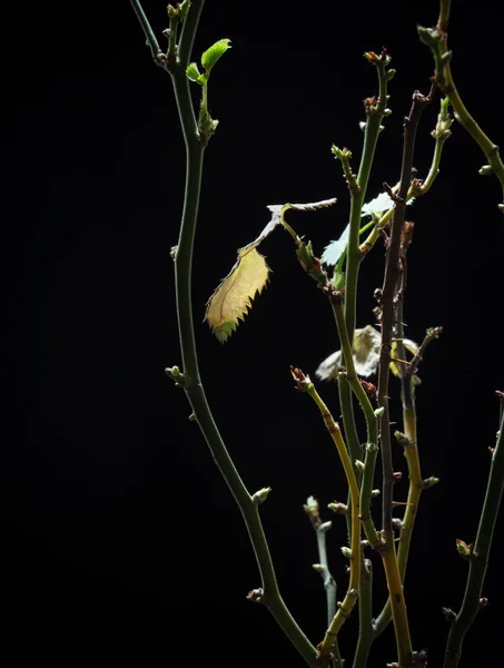 植木鉢、黒の背景で穂束とバラを幹します。 — ストック写真