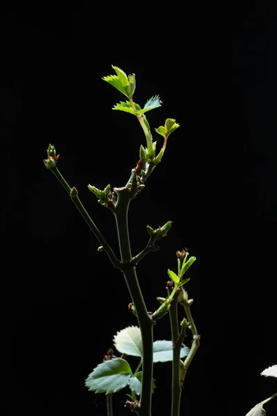 Stielrosen mit Rispenstrauß im Blumentopf, schwarzer Hintergrund — Stockfoto