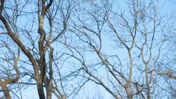 Leafless tree branch against blue sky — Stock Video