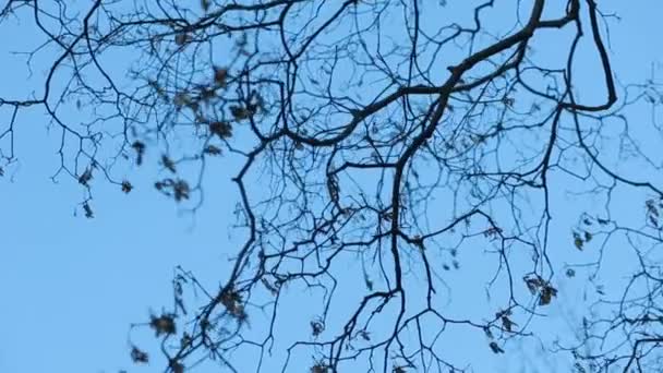 Leafless tree branch against blue sky — Stock Video