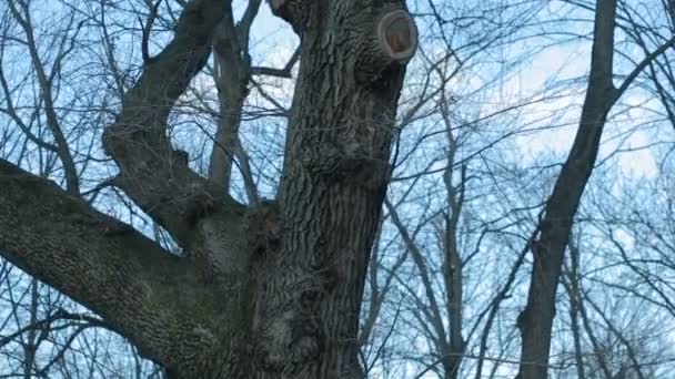 Branche d'arbre sans feuilles contre ciel bleu — Video