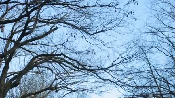 Rama de árboles sin hojas contra el cielo azul — Vídeo de stock